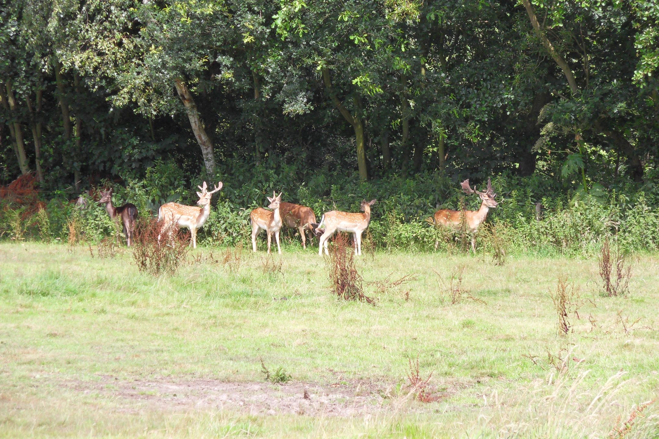 Foto 36 van Bosweg 40