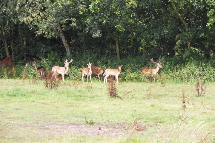 Foto 36 van Bosweg 40