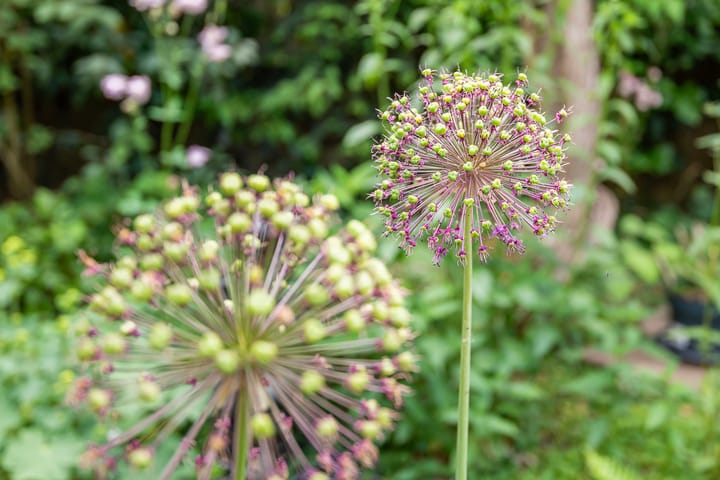 Foto 30 van Overtuin 10-A