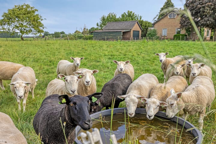 Foto 3 van Zutphen-Emmerikseweg 12