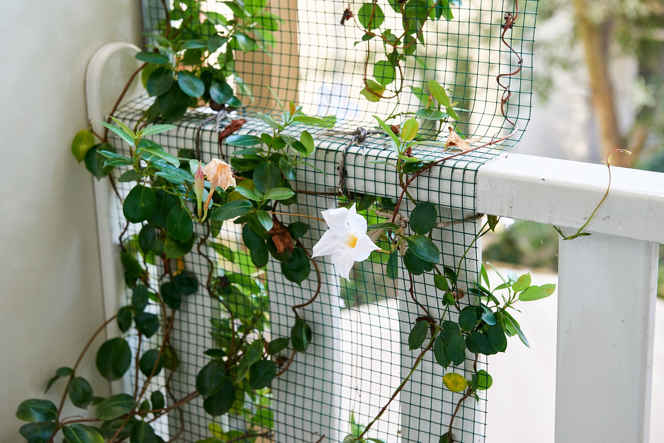 Foto 21 van Van Hogendorpstraat 143-1