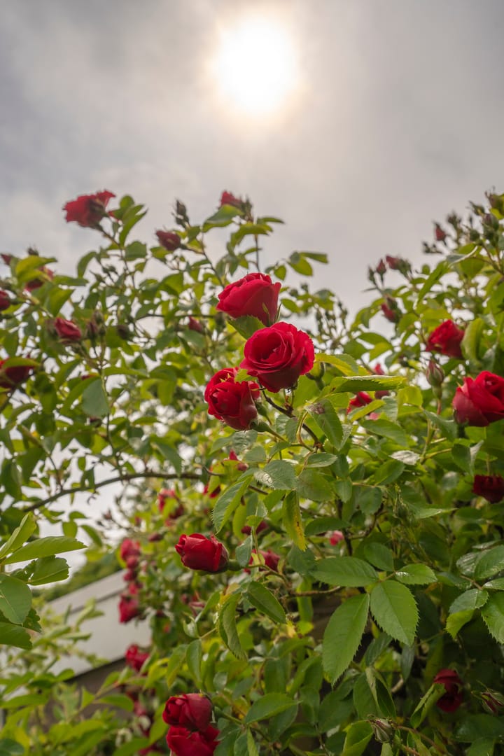 Photo 31 of Van Warmondlaan 1