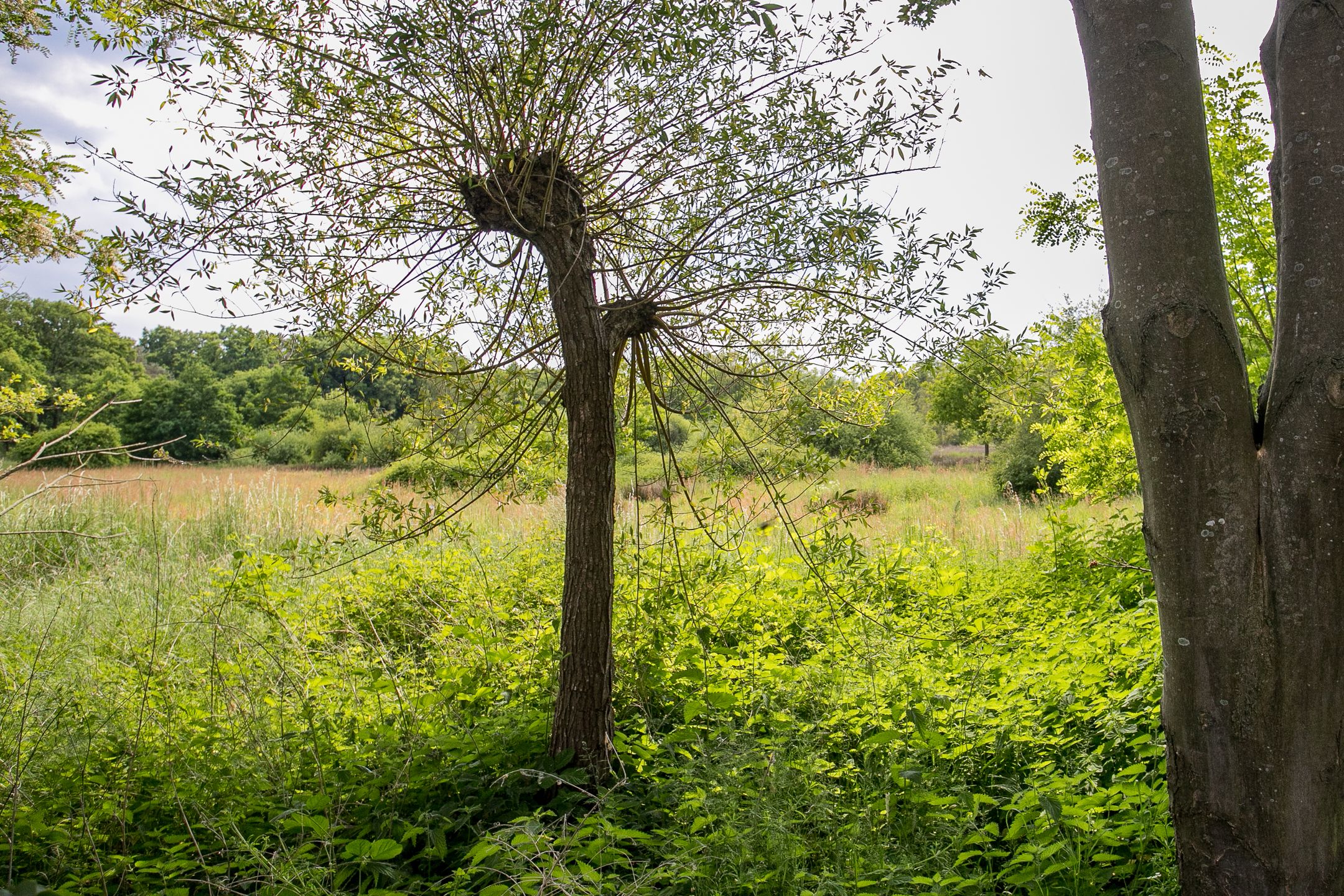 Foto 54 van Schandelo 114