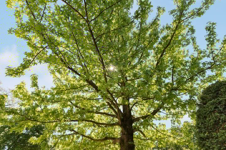 Foto 39 van Stichtse Rotonde 25