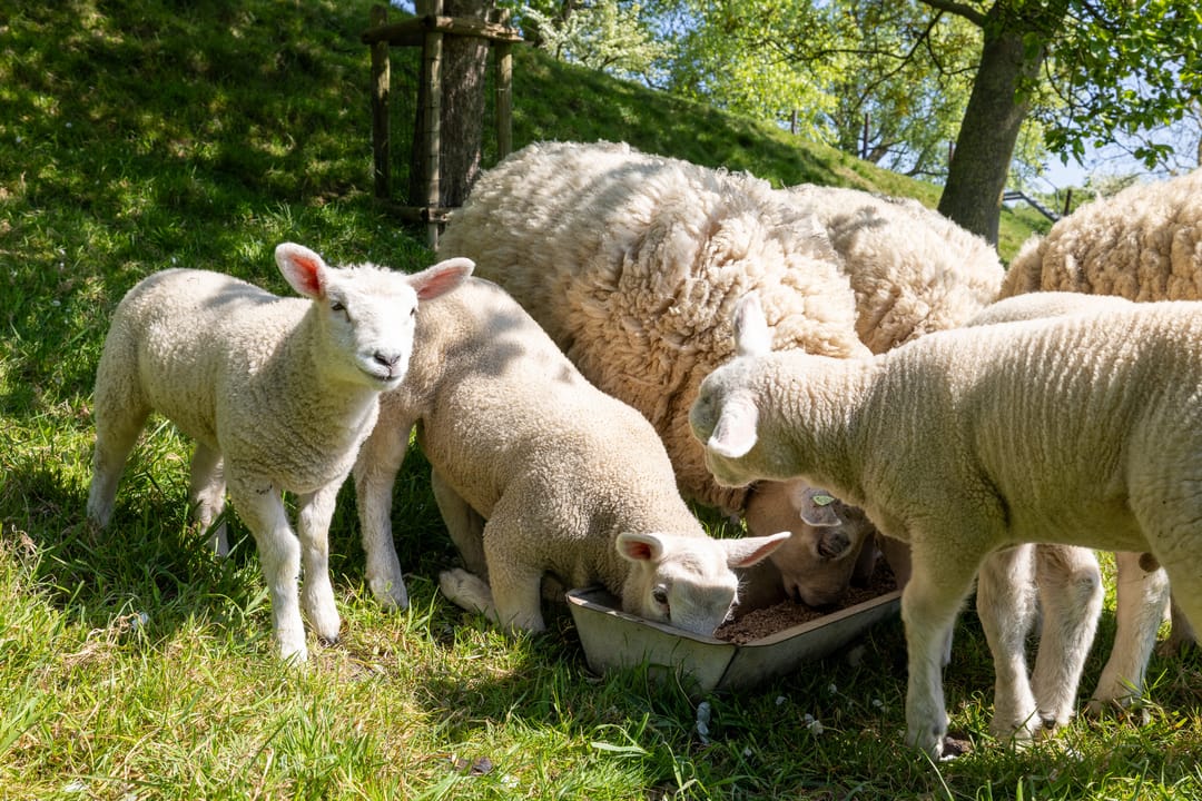 Foto 82 van Oude Schoolstraat 8