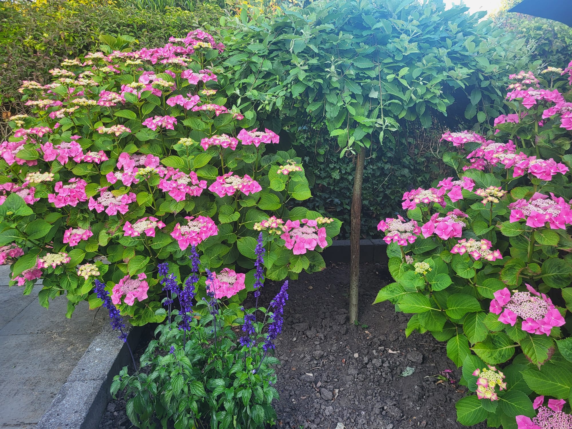 Foto 30 van Habijt 100