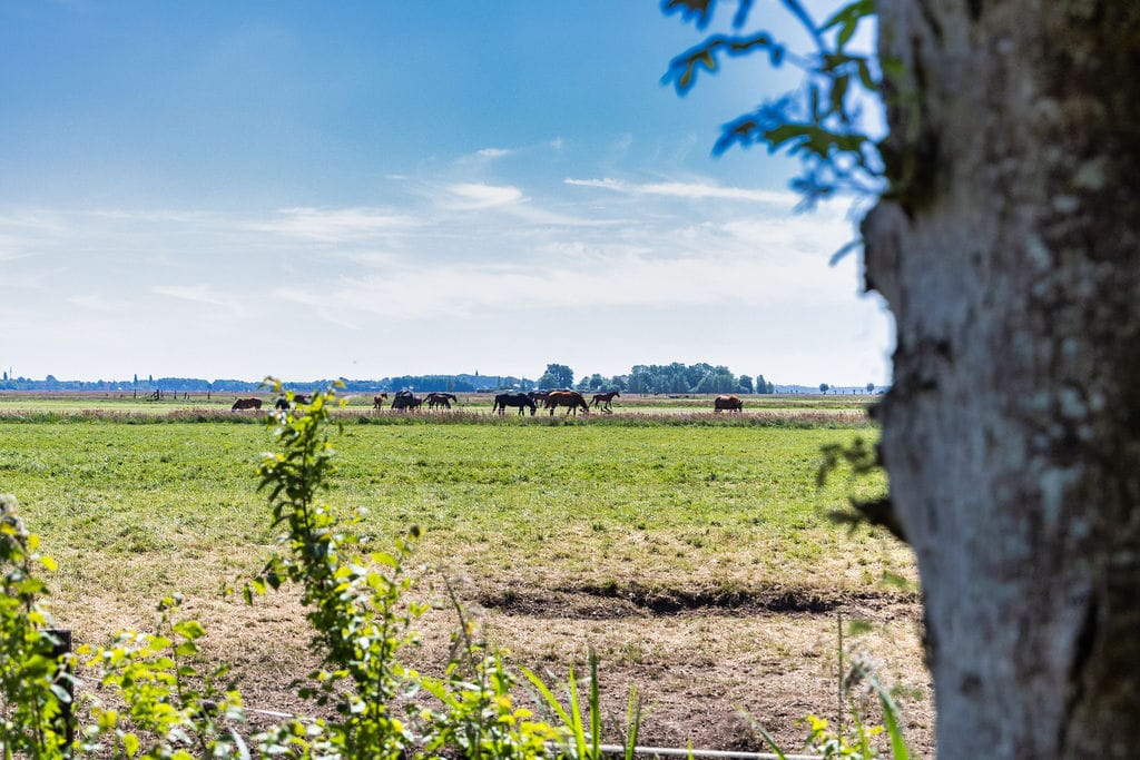 Foto 10 van Trophornsterweg 4