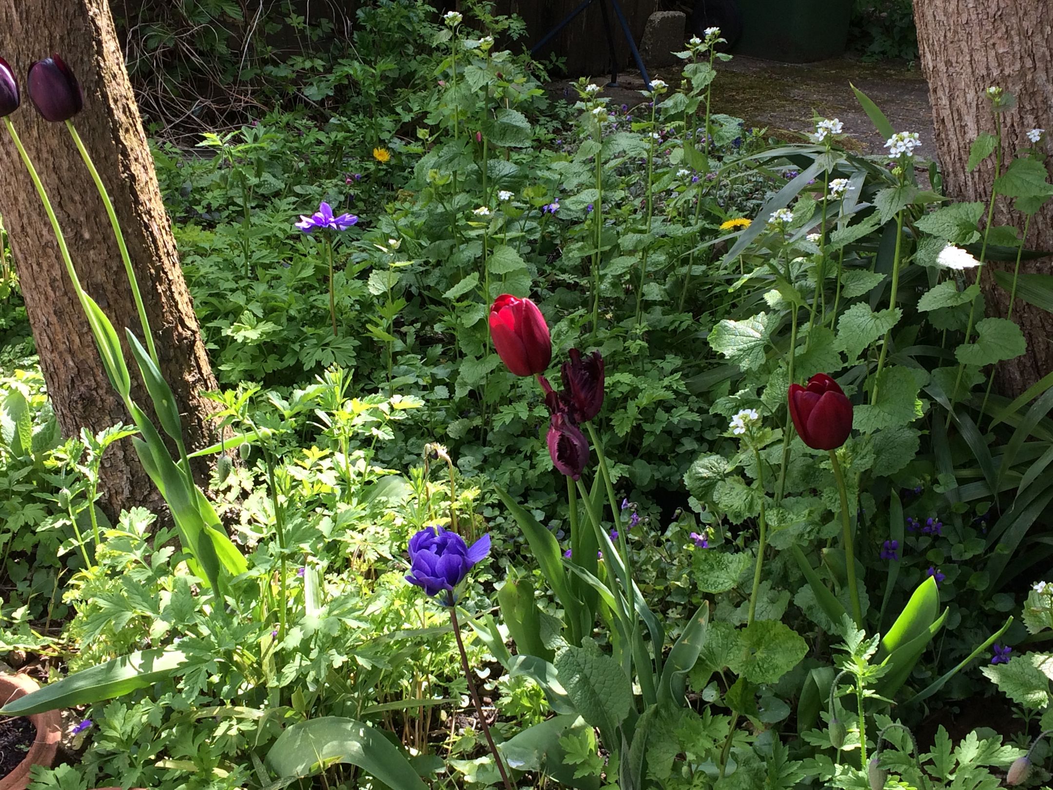 Foto 21 van Julianalaan 30