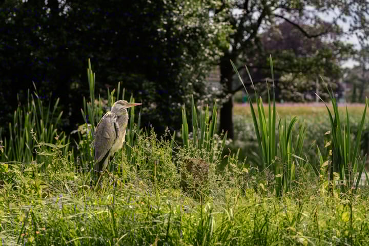 Foto 36 van Frankhuisweg 33