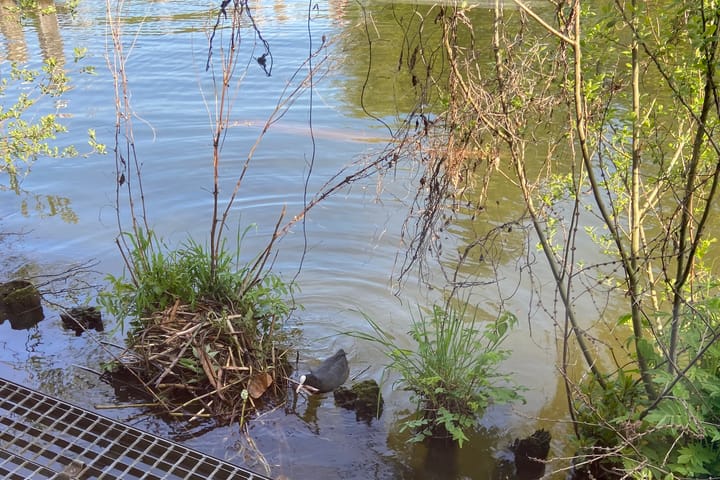 Foto 23 van Muidertrekvaart 2-WNSP