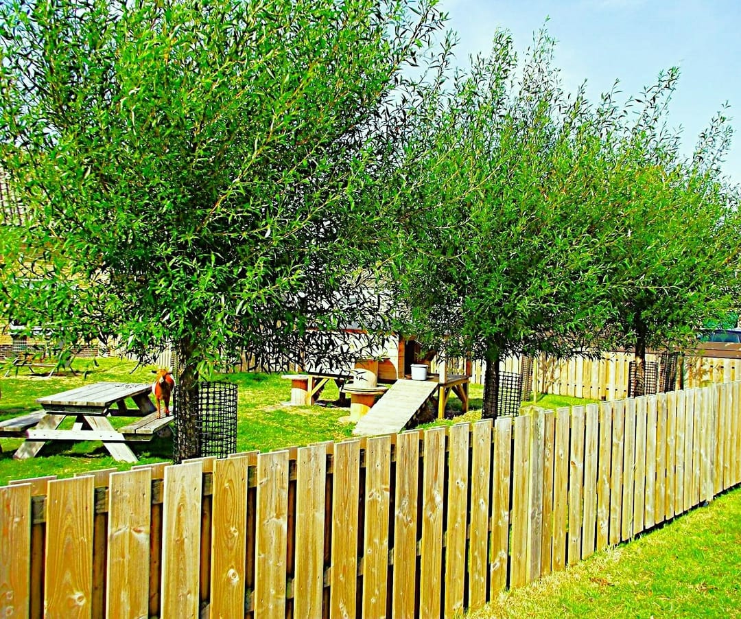 Foto 7 van Dorpsstraat 19