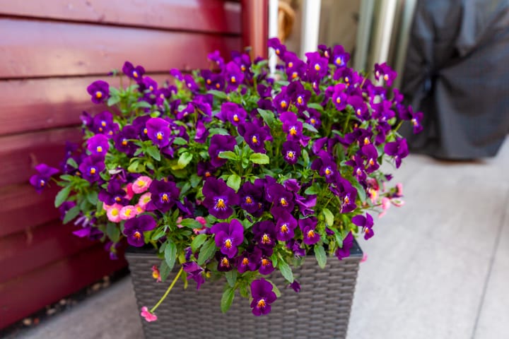 Foto 32 van Gooimeer 4