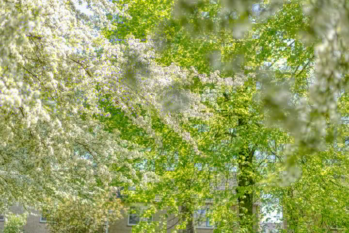 Foto 42 van E. Doetshof 17