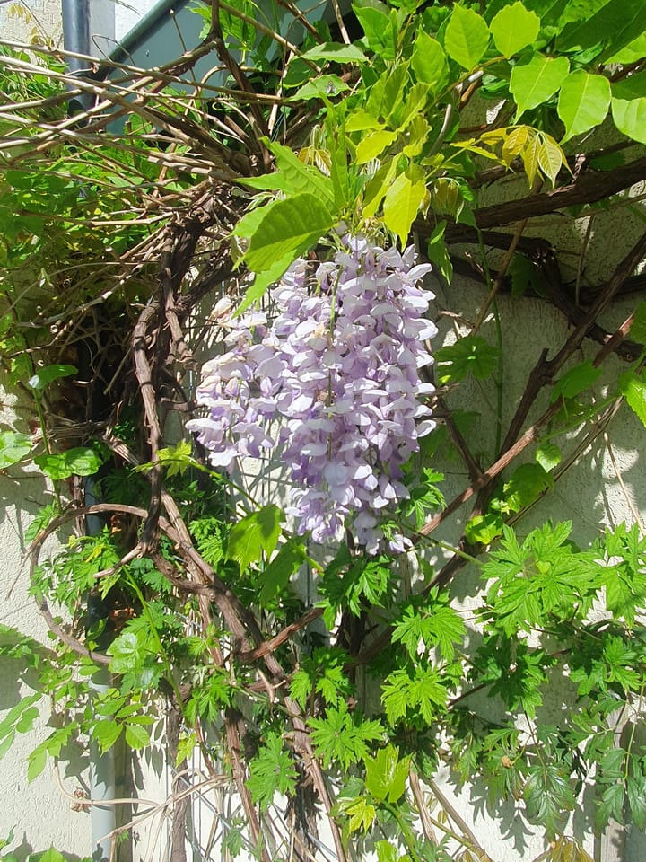 Foto 55 van Oosterstraat 31