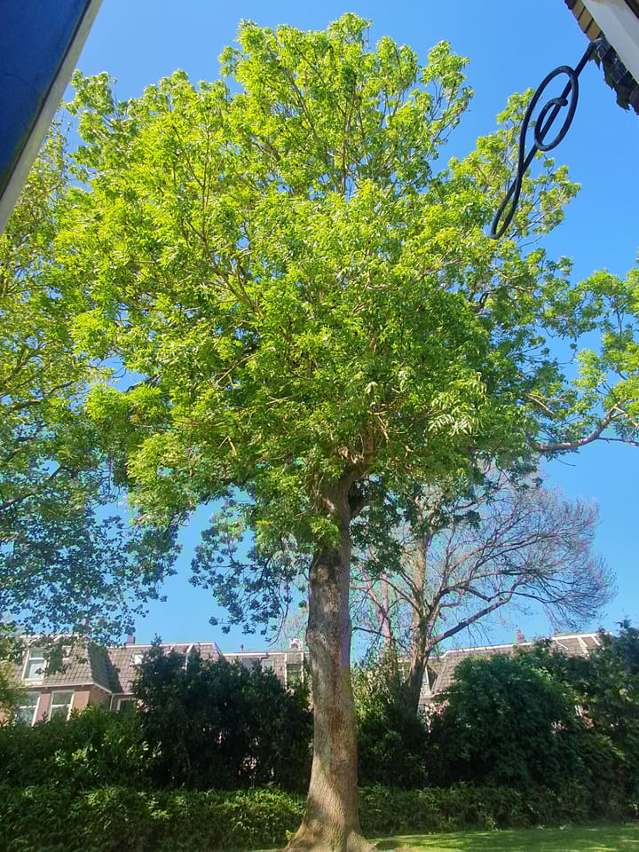 Foto 57 van Oosterstraat 31