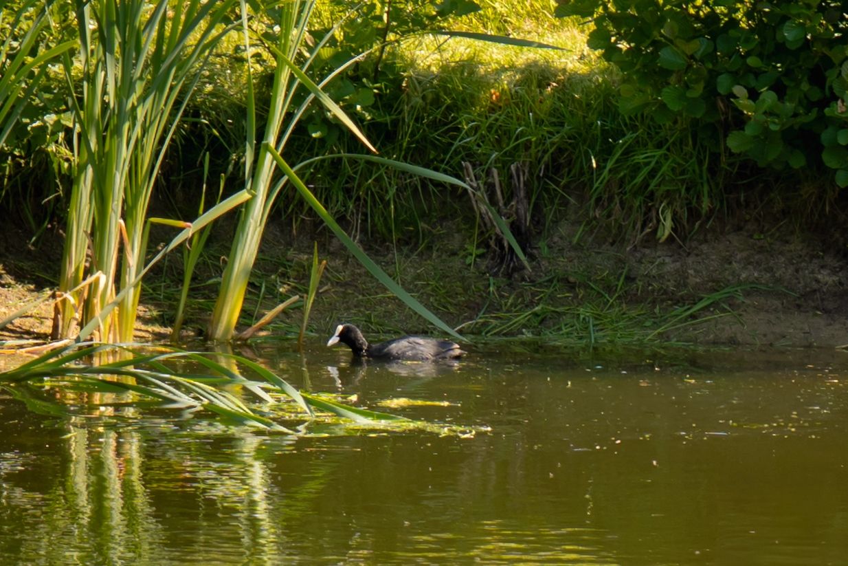 Photo 59 of Herenweg 43