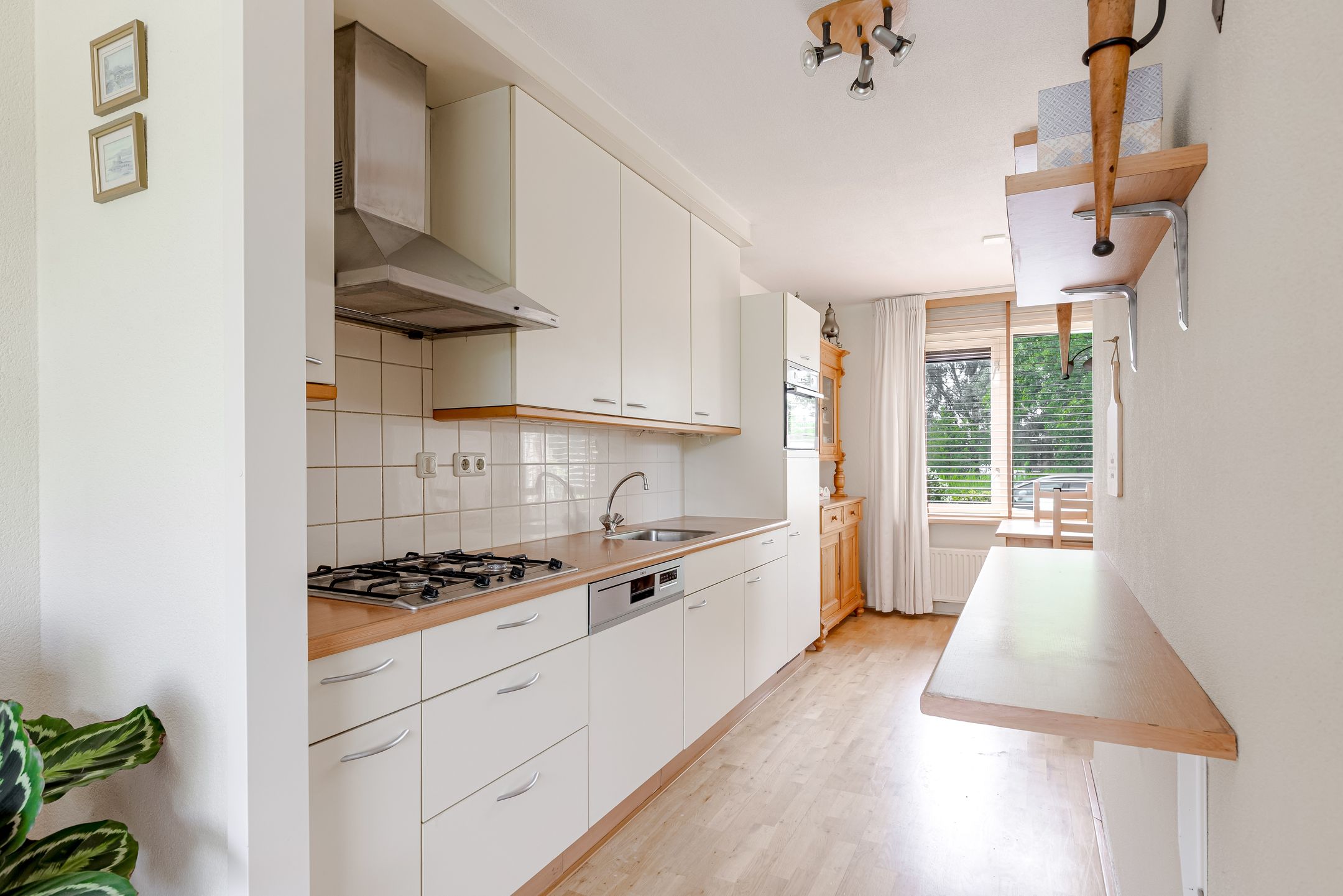 Foto 9 van Zeedistel 1