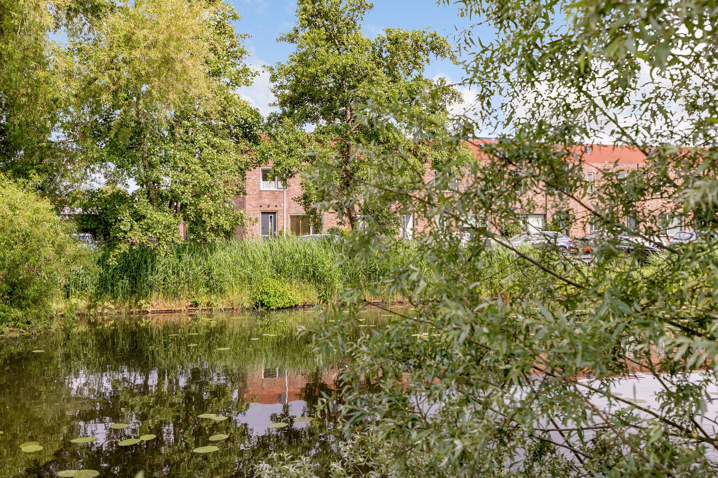 Foto 34 van Zeedistel 1