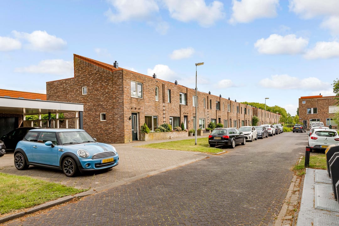 Foto 38 van Zeedistel 1