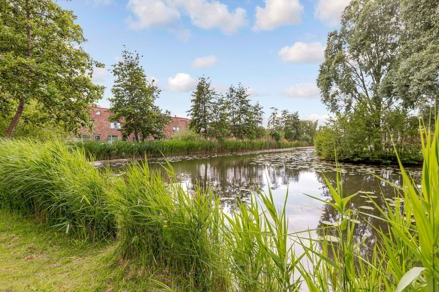 Foto 40 van Zeedistel 1