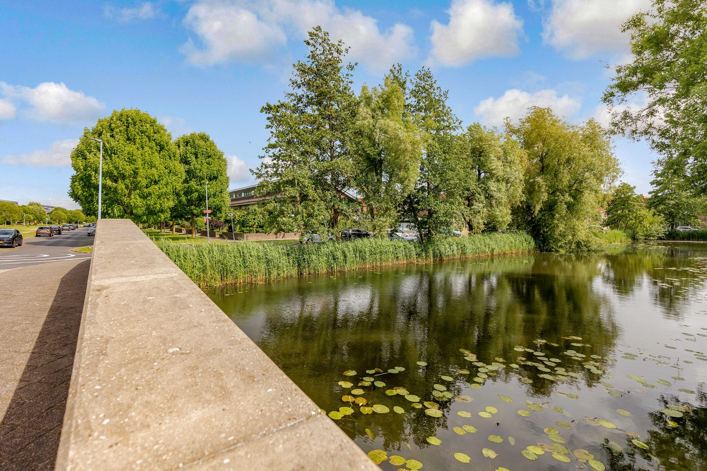 Foto 44 van Zeedistel 1