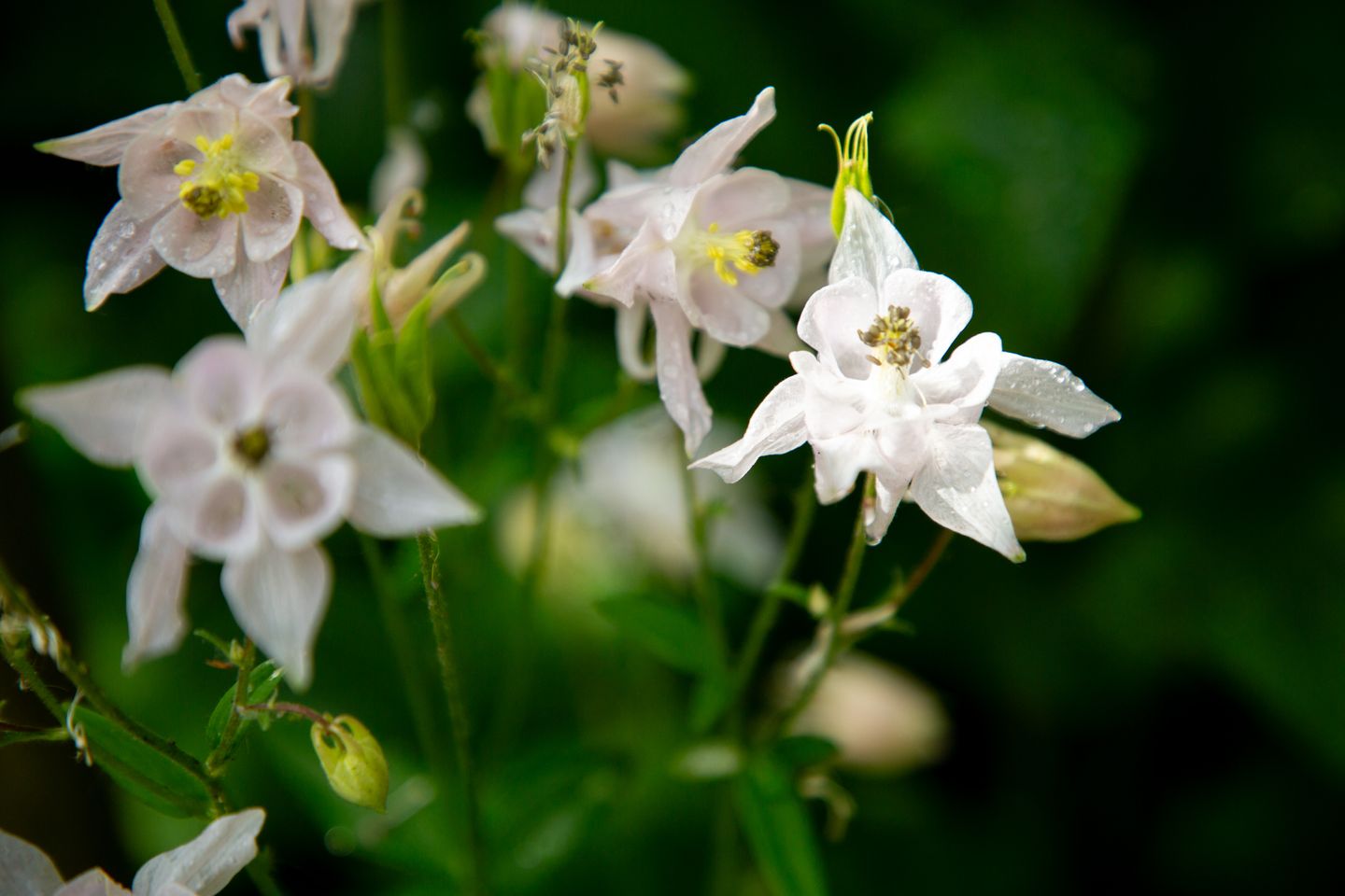 Foto 40 van Looweg 13