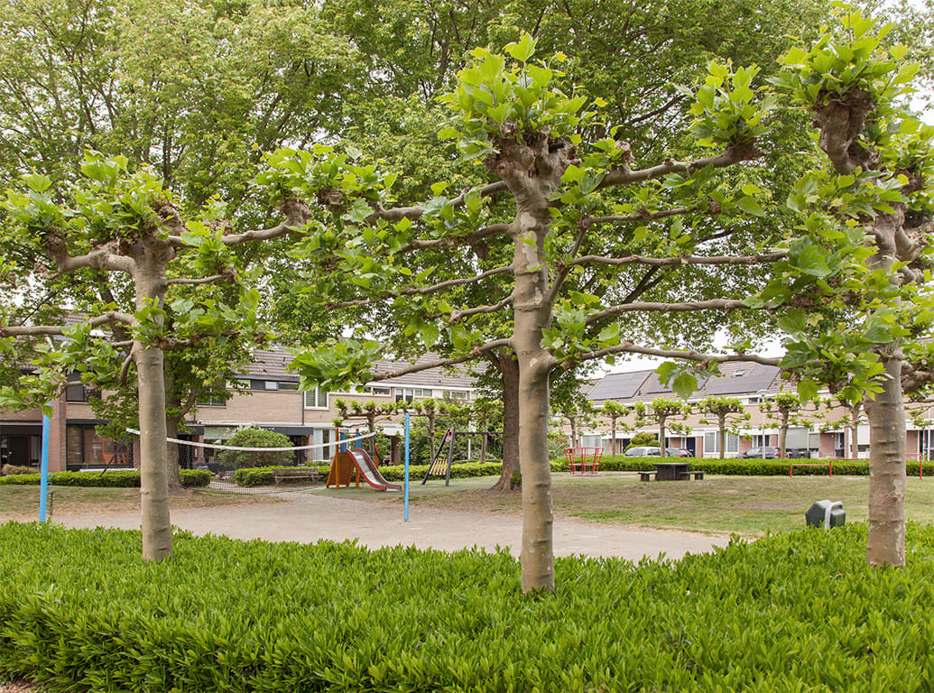 Foto 36 van Laurierhof 79