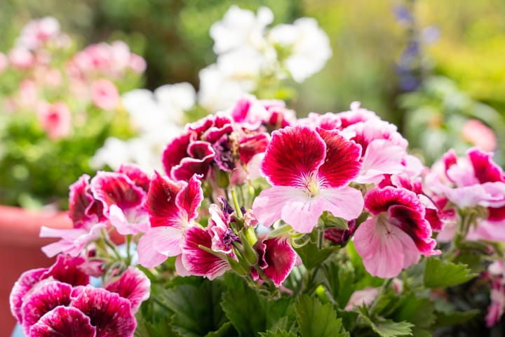 Photo 29 of Korenbloemstraat 7