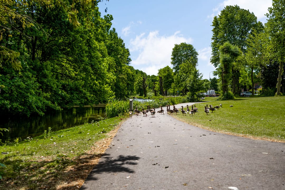 Foto 46 van Schuttecleef 11