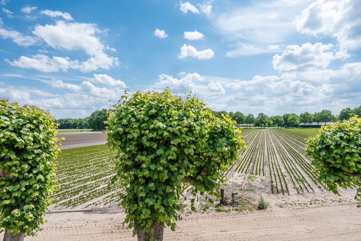 Photo 41 of Bosscheweg 1