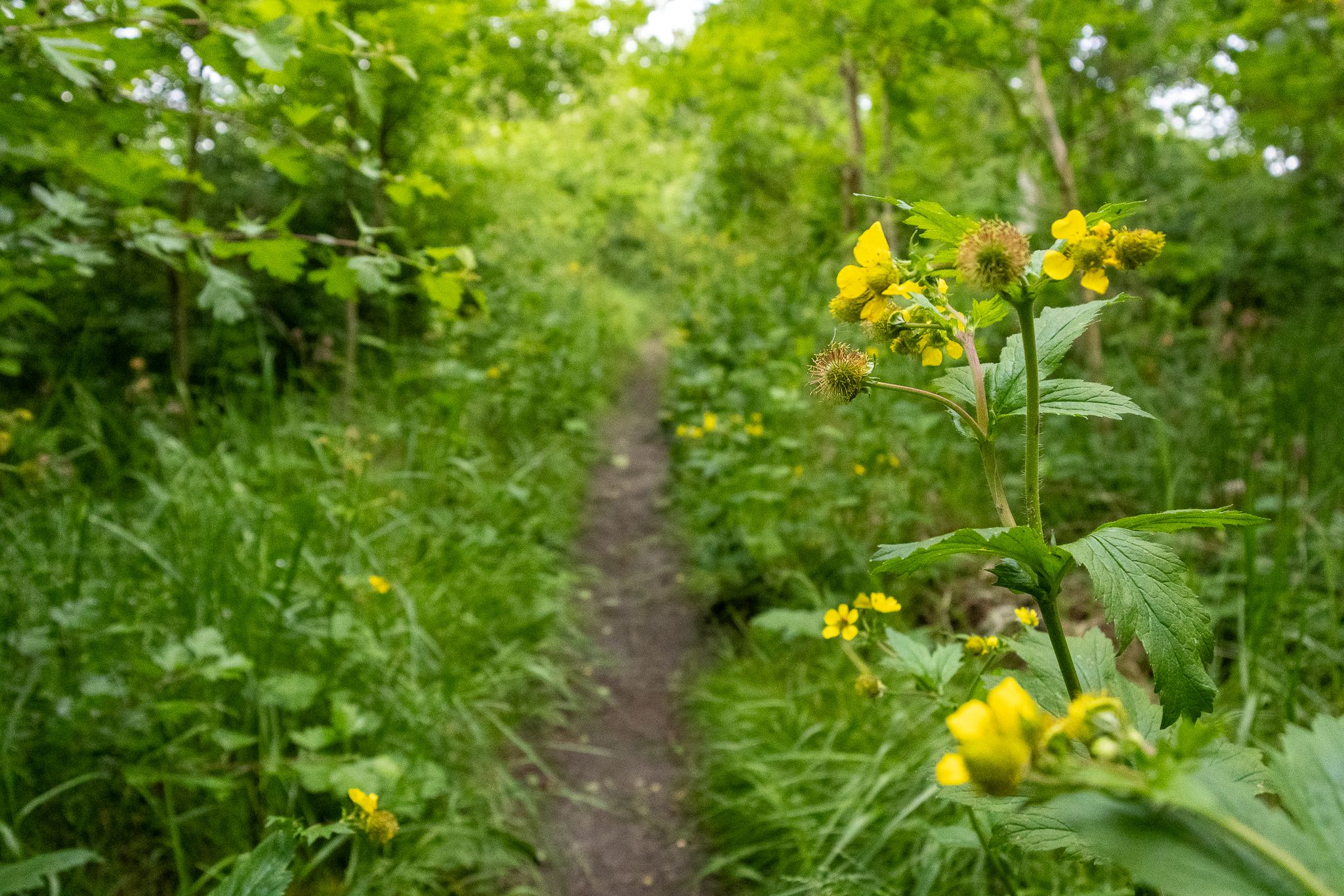 Foto 48 van Dennenlaan 25-A20