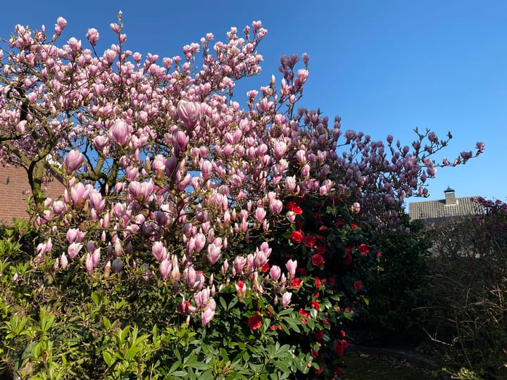 Foto 48 van Rozenhof 1