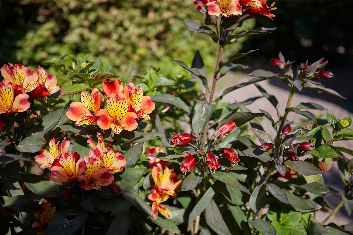 Foto 10 van Zandzeggelaan 195