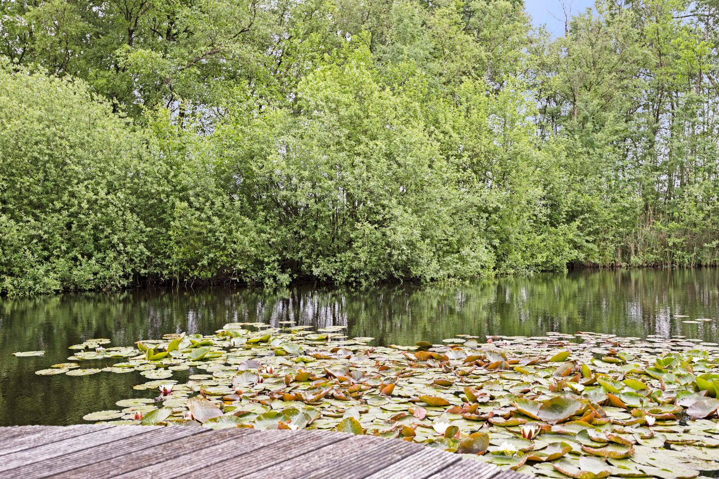 Photo 35 of Scheibaan 17-17