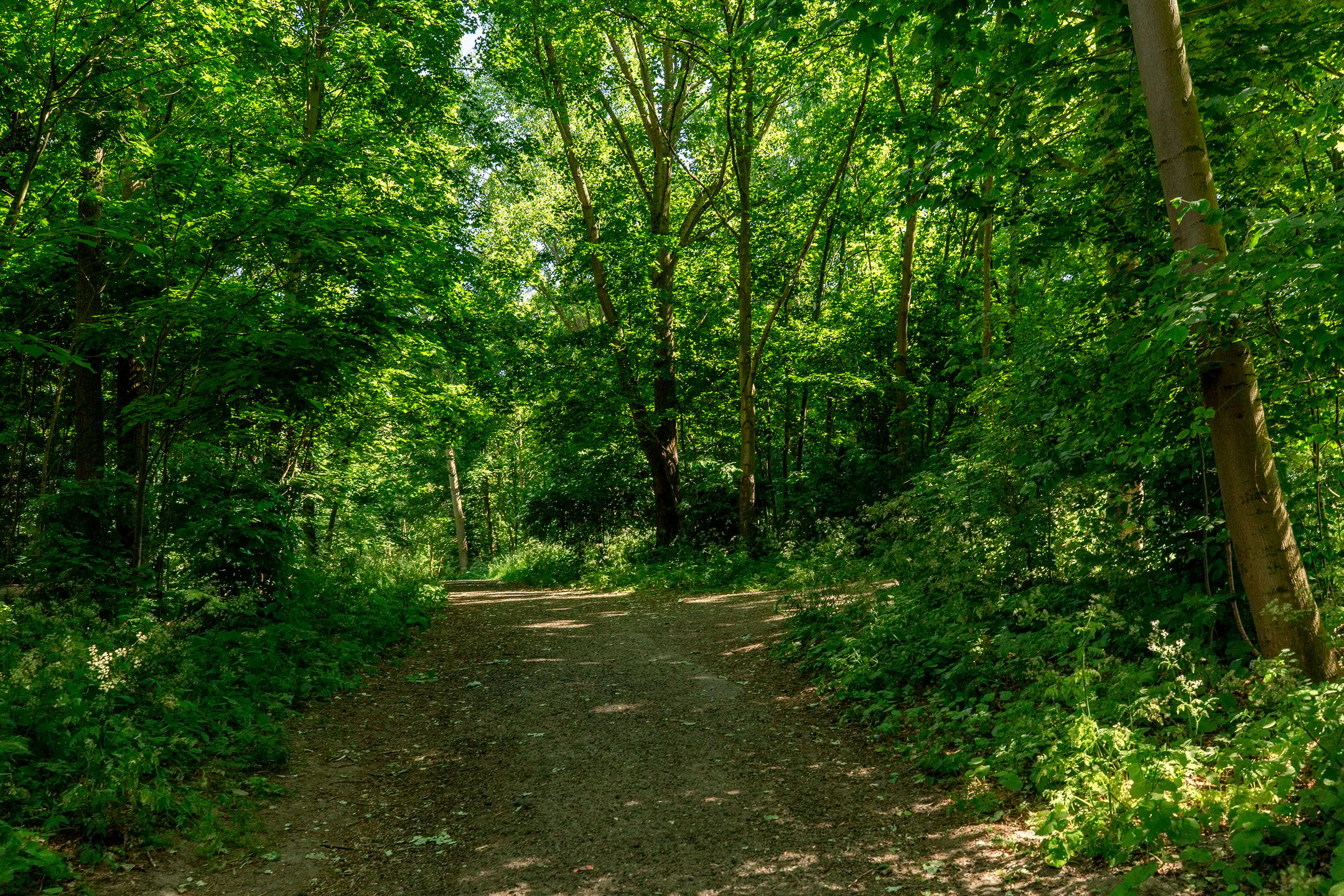 Foto 48 van Westerflierstraat 9