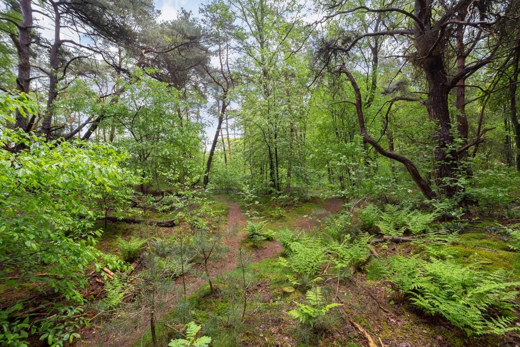 Foto 36 van Immenweg 15-R173