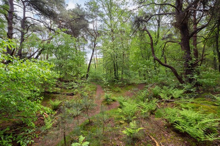 Foto 36 van Immenweg 15-R173