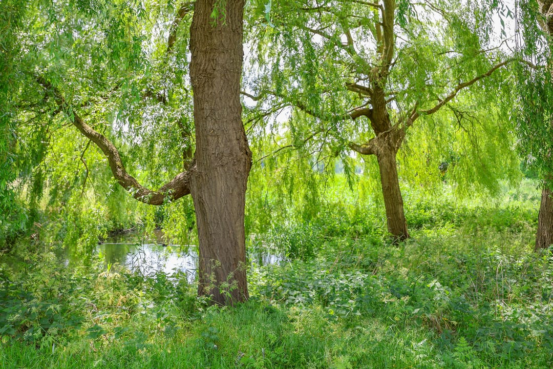 Foto 37 van Regenboogweg 81