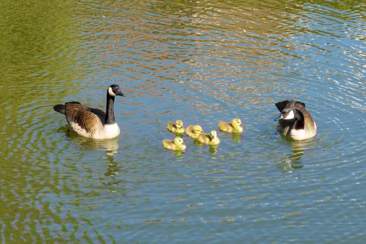 Foto 35 van Burgemeester Keestrasingel 5