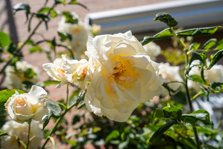 Foto 15 van Breehoven 51