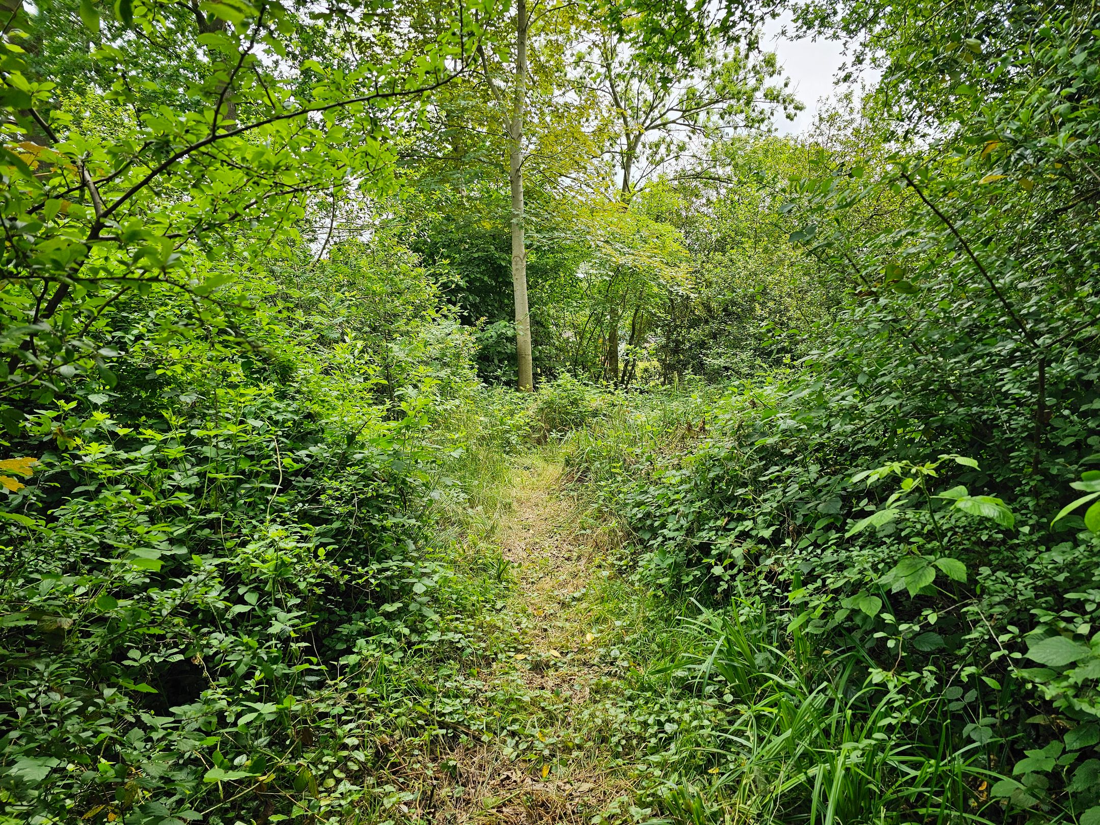 Foto 36 van Maadsingel 45