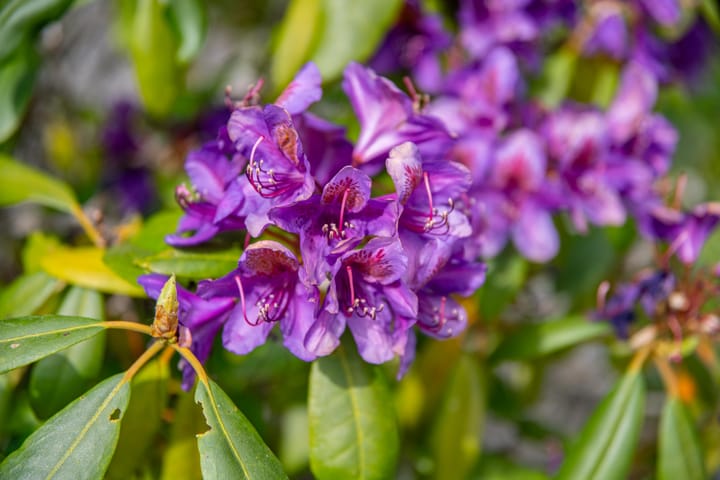 Foto 14 van Jeudestraat 40