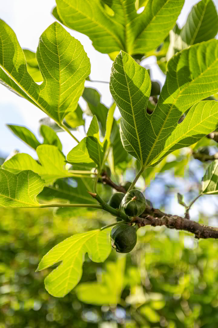 Foto 38 van De Savornin Lohmanlaan 37