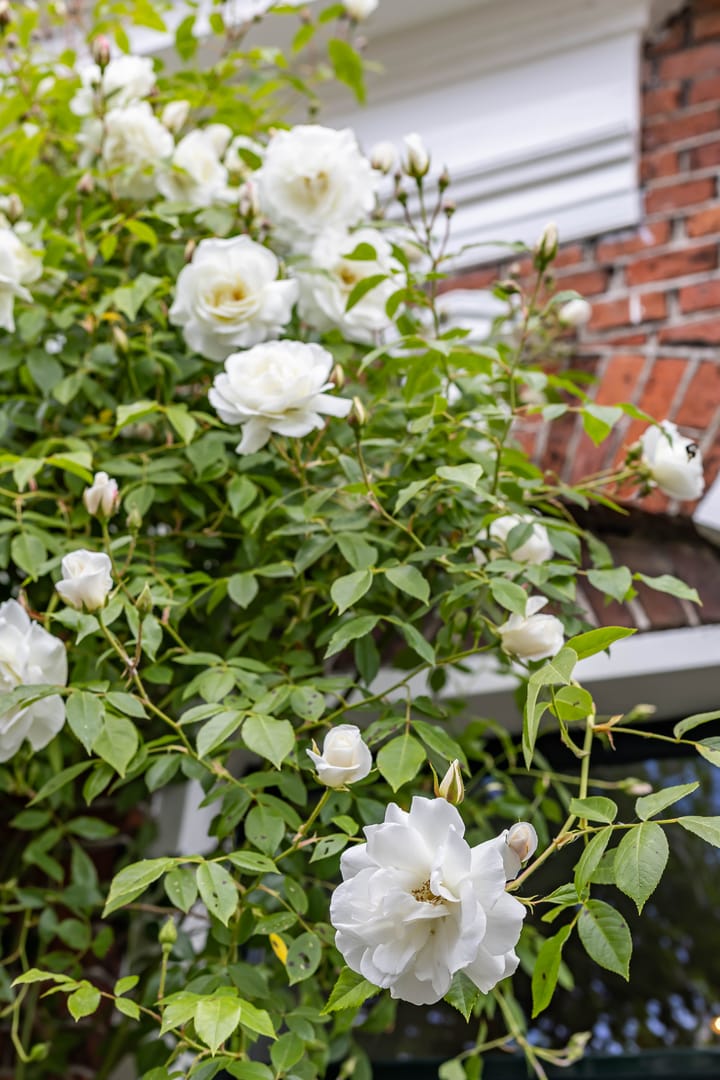 Foto 5 van Plantsoenstraat 5