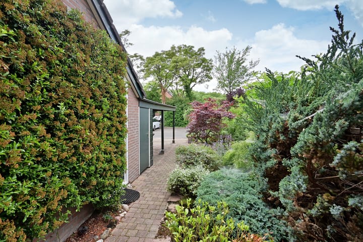 Foto 3 van Slangekruid 45