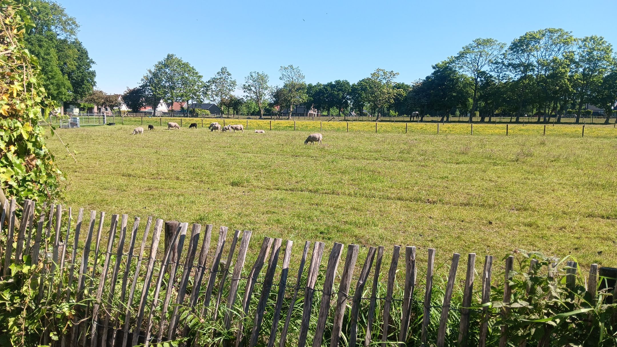 Foto 27 van Feie van Inthiemastraat 18