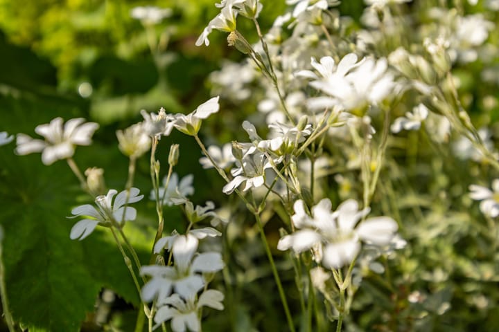 Foto 16 van Bunnemaheerd 49