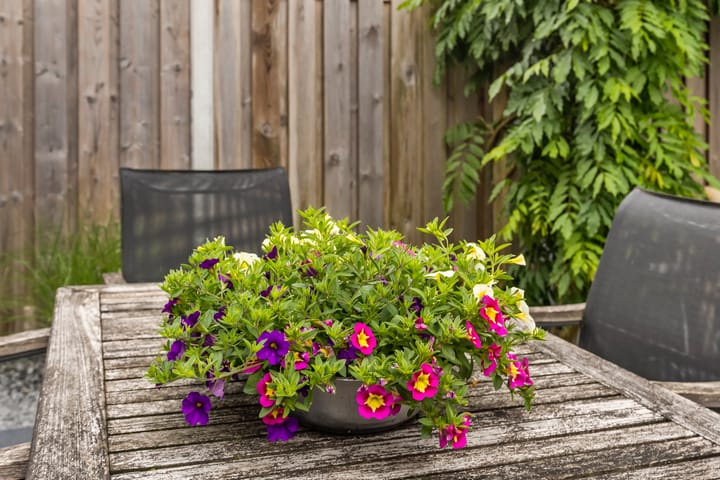 Foto 14 van Sergeant 42