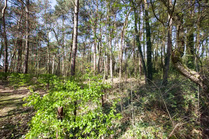 Photo 2 of Kattenbergweg bouwkavels plan Sylvestra