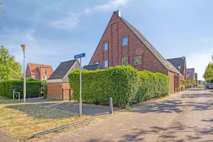 Gentiaan 33